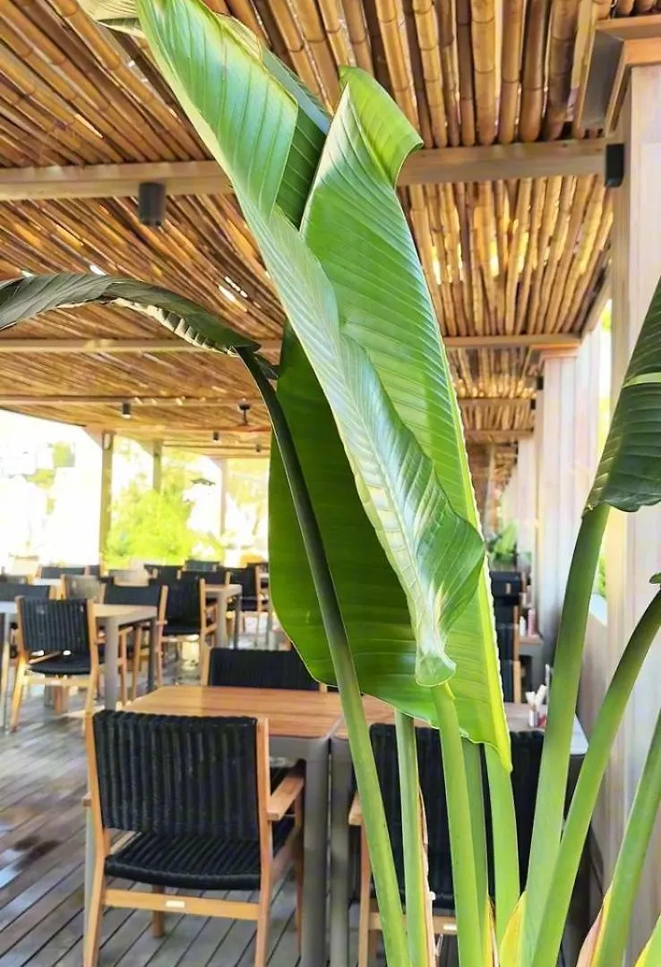 בודרום Sea Soul Hotel